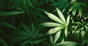 weed, THC, marijuana